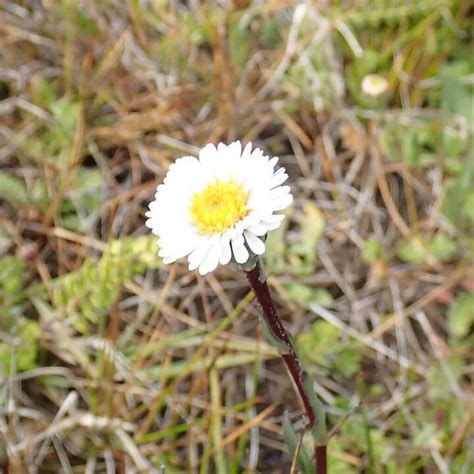 Flora y fauna de las islas Malvinas: especies destacadas