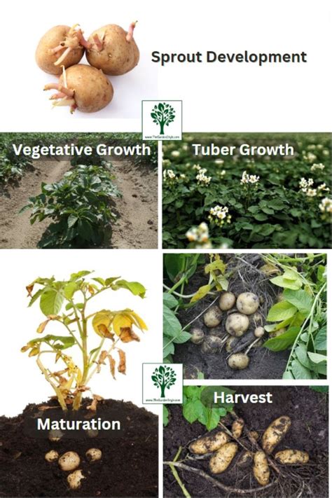 Learn About the Stages of Potato Growth with Pictures | Growing potatoes, Vegetable garden for ...