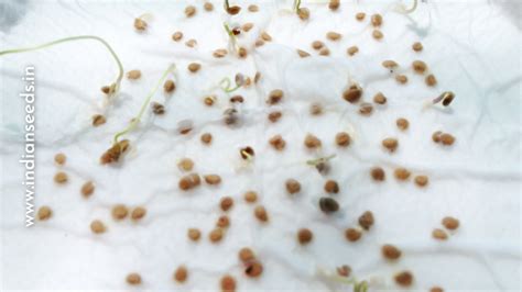 What is Seed Viability Test – Know the quality of your seeds - Indian Seeds