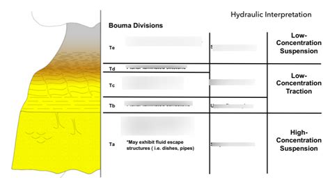 bouma divisions Diagram | Quizlet