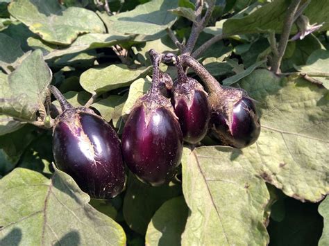 Brinjal with plant - free photo - Graphics Pic