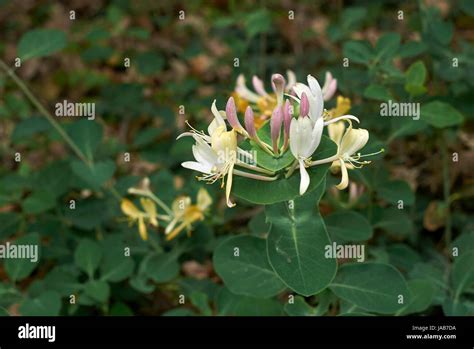 Lonicera caprifolium Stock Photo - Alamy