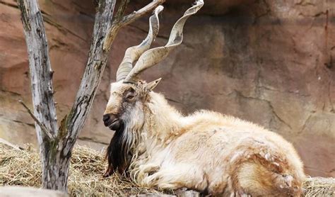 Markhor facts, distribution & population | BioDB