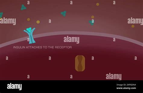 Endocytosis Stock Videos & Footage - HD and 4K Video Clips - Alamy