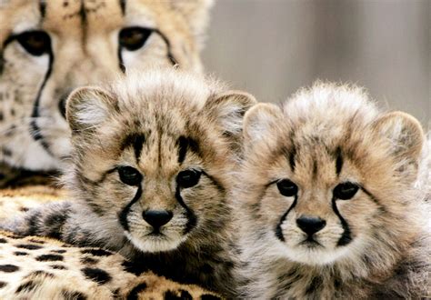 Cheetah Cats | Animal Babes Wish Mom Happy Mother's Day! | POPSUGAR Pets