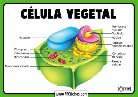 La Célula Vegetal: Estructura, Partes y Funciones de la Célula Vegetal