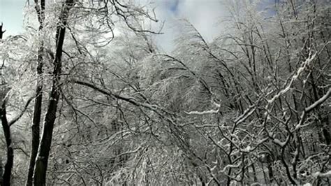 Ice storm aftermath - Stock Video Clip - K004/6025 - Science Photo Library