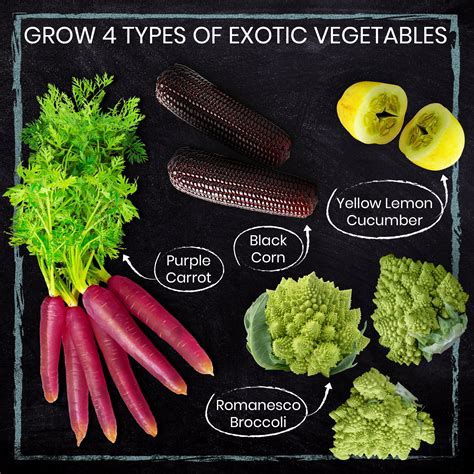 4 Rare Vegetables Grow Kit - Grow exotic vegetables from seed with ease - Nature's Blossom