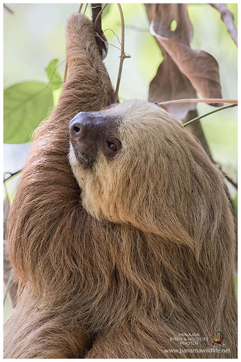 Featured species: Hoffmann's Two-toed Sloth (Choloepus hoffmanni)