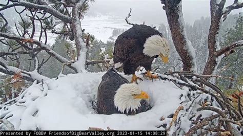 Jackie, Shadow and their greatest treasures Big Bear Bald Eagle Live ...