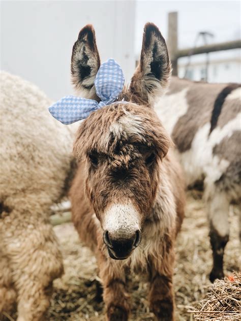 Buddy the miniature donkey | Barn animals, Cute donkey, Miniature donkey