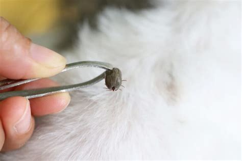 5 Tick Removal Tools (and How to Use Them) | Great Pet Care