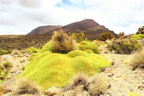 Atacama Desert Plants - Gardenerdy