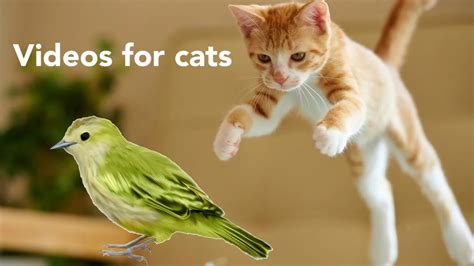 Birds for CATS to watch | video for cats - YouTube