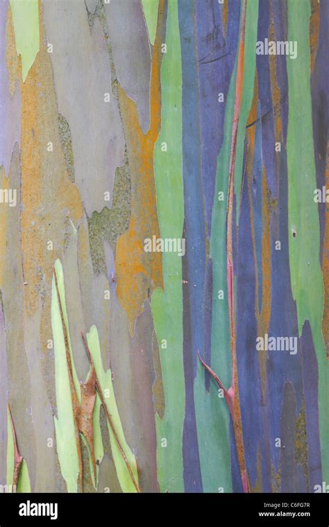 Bark of the Eucalyptus Tree Stock Photo - Alamy