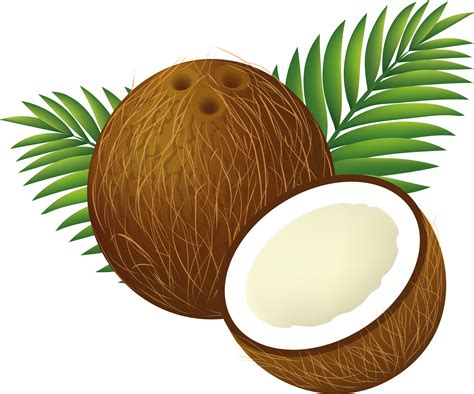 Coconut Clipart Printable Coconut Printable Transparent Free For | My XXX Hot Girl