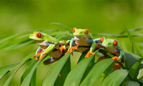 Red-eyed Tree Frog - A-Z Animals