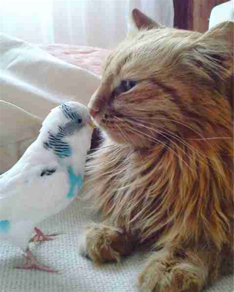 Cat And Bird Are Best Friends - The Dodo