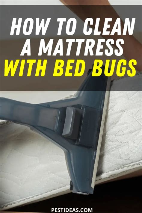 How to Get Rid of Bed Bugs in a Mattress