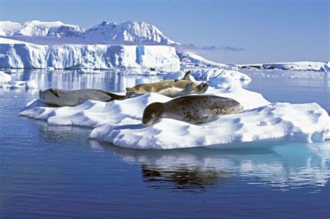 Leopard Seal (Hydrurga leptonyx) | Antartica, No rain