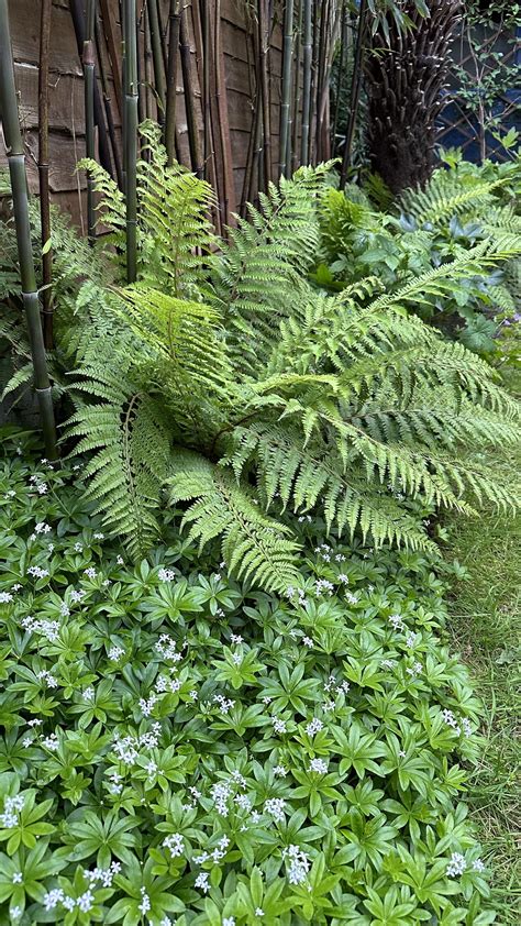 Evergreen Ferns for Year-Round Interest — Meadowlark Journal