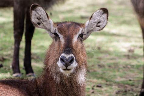 Waterbuck Female in Africa Wild Nature Stock Photo - Image of masai ...