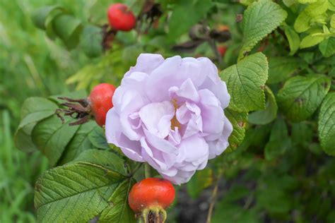 New Rosa rugosa varieties: top plants for amenity plantings • AIPH