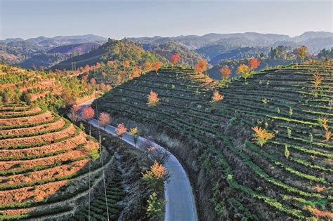 保山昌宁：“绿美公路”连起远方与乡愁 园林资讯