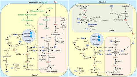 Frontiers | Interkingdom Comparison of Threonine Metabolism for Stem ...