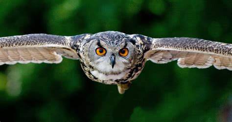 Free Images : nature, wing, fly, wildlife, beak, owl, fauna, raptor ...