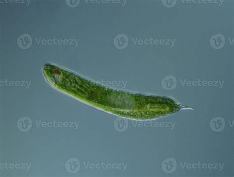 Green algae at high magnification under the microscope 12871392 Stock ...