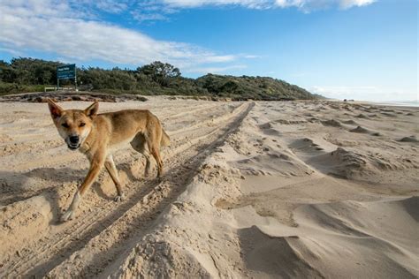 Dingo-Proof Fence Guide for Fraser Island - Fraser-Tours.com