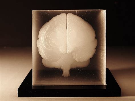 Human brain acrylic sculpture by Northup. - Design Is This