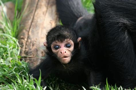 Black Spider Monkey Facts, Habitat, Diet, Life Cycle, Baby, Pictures