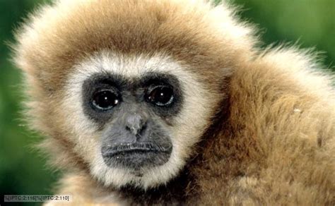 BBC Nature - Lar gibbon videos, news and facts