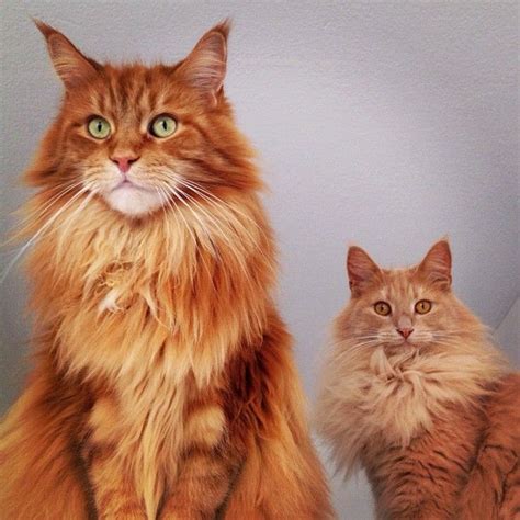 Norwegian Forest Cat Vs Maine Coon : Norwegian Forest Cat Vs Maine Coon - Cat and Dog Lovers ...