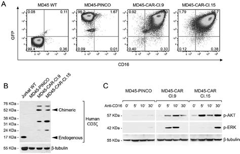 CD16A-CAR expression and signaling responses triggered by CD16-CAR... | Download Scientific Diagram