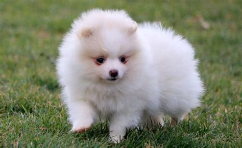 Cute white pomeranian puppies for sale price | Pomeranian puppy, Pomeranian breed, White ...