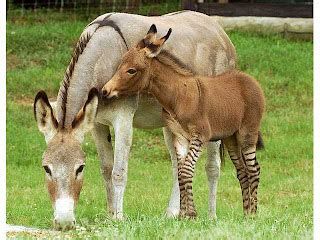 Zonkey - True Wildlife Creatures