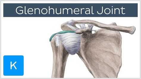 Glenohumeral (Shoulder) Joint - Definition - Human Anatomy | Kenhub - YouTube