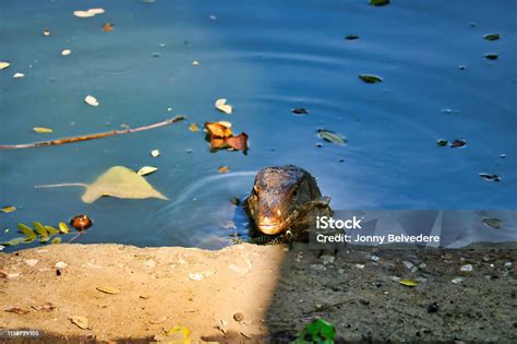 Waran In The Wild Track At Lumpini Park In Bangkok Stock Photo - Download Image Now - Animal ...