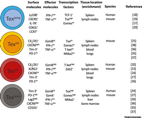 Exhausted CD8+ T cells face a developmental fork in the road: Trends in Immunology