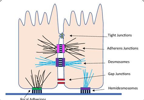 Cell adhesion molecules, Cell junctions types, definition and function | Science online