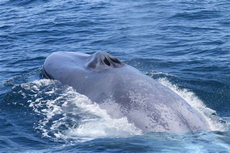 Características principales de una ballena azul: descúbrelo todo