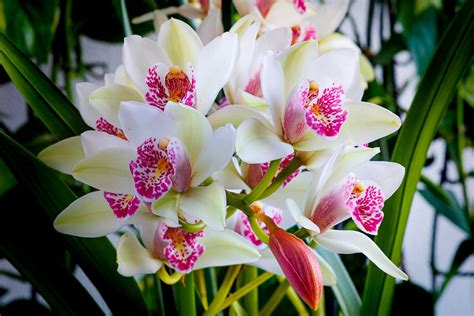 Orchid Cymbidium Plant