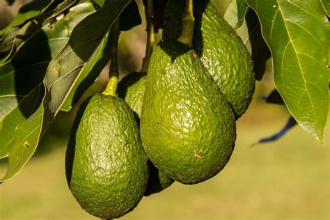 These are the best fertilizers to nourish your avocado trees | HappySprout