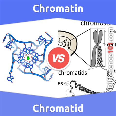 Chromatin vs. Chromatid: 5 Key Differences, Pros & Cons, Similarities ...