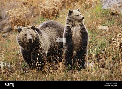 Mother Grizzly and Standing Cub Stock Photo - Alamy