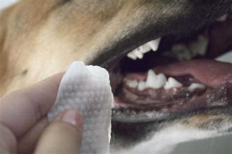 13 Best Dog Teeth Cleaning Products For 2023 | iHeartdogs