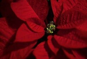 Poinsettia Meaning: Healthy Benefits - SunSigns.Org